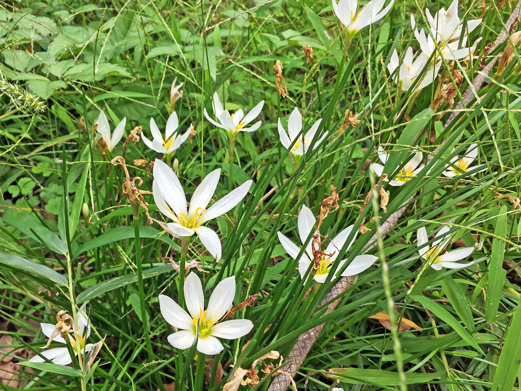 Fotos de Azucena del Río (Zephyranthes candida) · NaturaLista Mexico