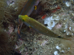 Symphodus mediterraneus