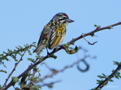 Pogoniulus pusillus