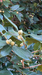 Camellia japonica