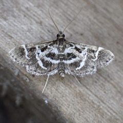 Diasemiodes janassialis