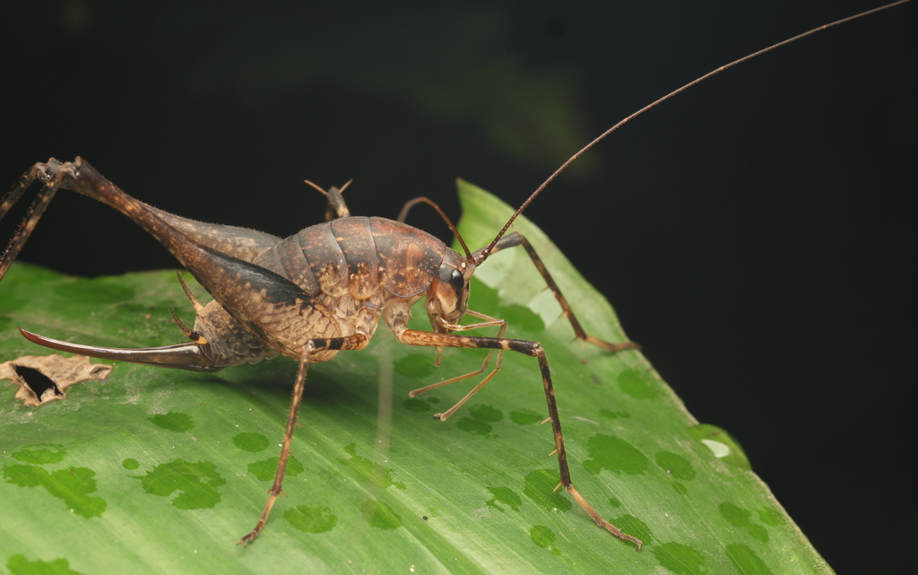 Diestramima