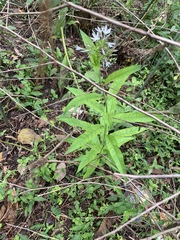 Amsonia tabernaemontana