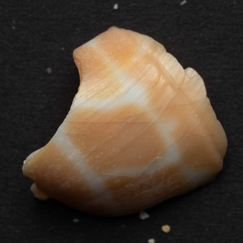 Terebra dimidiata observed 2025-06-29