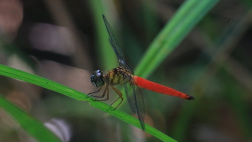 Orchithemis pulcherrima