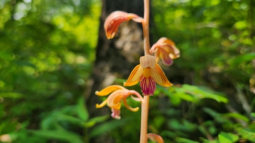 Spiked crested coralroot (Bletia spicata)