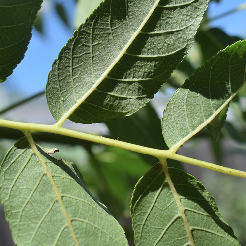 Hind's Black Walnut foliage