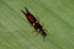 Spongiphoridae
