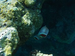 Chaetodon paucifasciatus