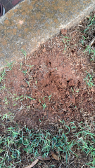 Solenopsis invicta