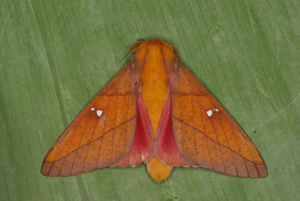 Syssphinx quadrilineata