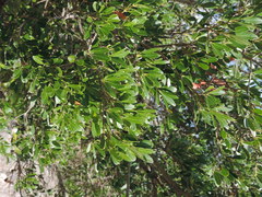 Phillyrea latifolia media