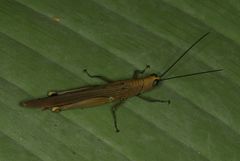 Copiocera specularis