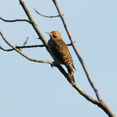 Colaptes auratus auratus