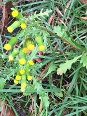 Senecio vulgaris