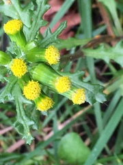 Senecio vulgaris