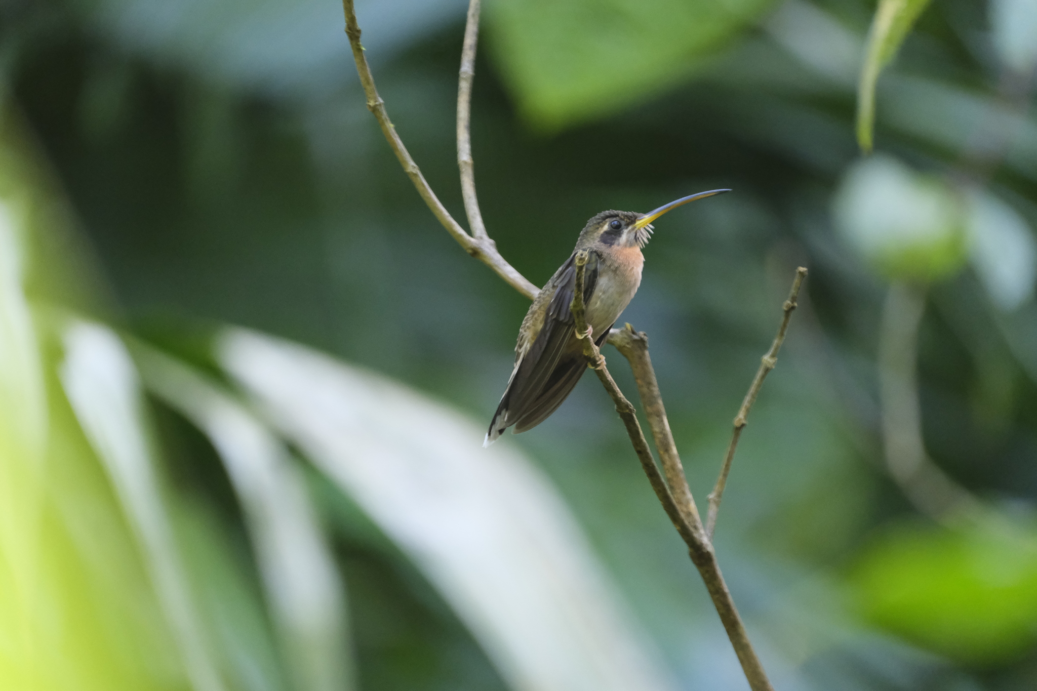 Band-tailed Barbthroat (Threnetes ruckeri), photo 5