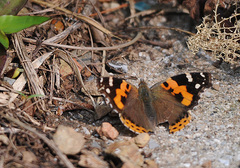Vanessa indica indica