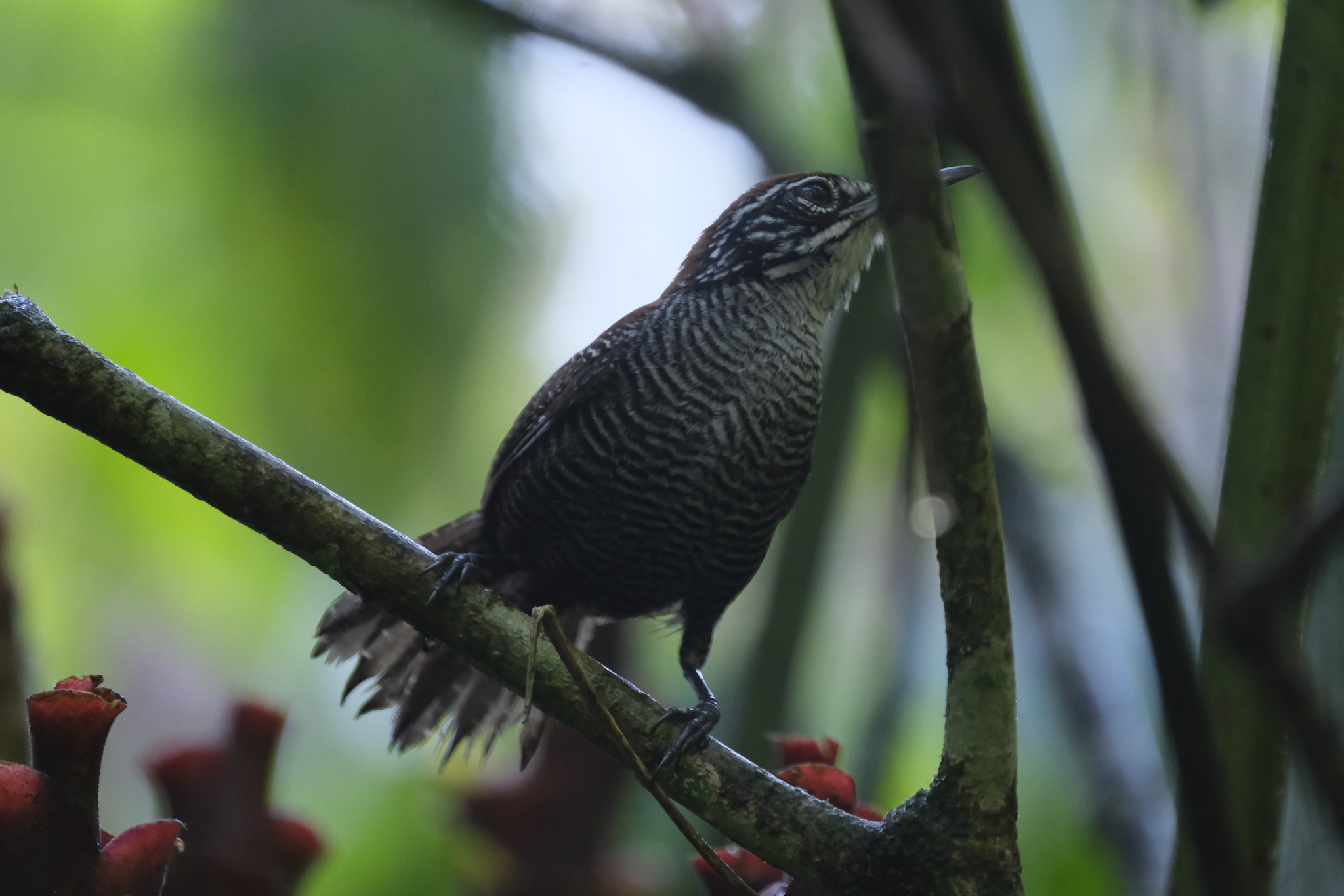 Riverside Wren (Cantorchilus semibadius), photo 9