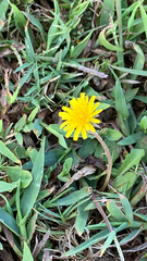 Asteraceae
