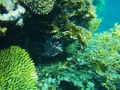 Callyspongia siphonella