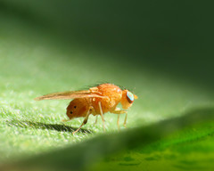 Sapromyzosoma quadripunctata