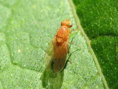 Sapromyzosoma quadripunctata