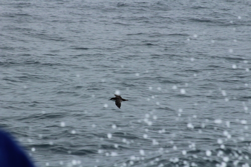 Galapagos Shearwater (Puffinus subalaris), photo 8