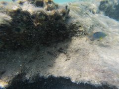 Chrysiptera unimaculata