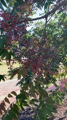 Pistacia chinensis