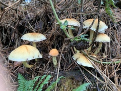 Hypholoma fasciculare