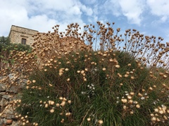 Ptilostemon gnaphaloides