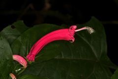 Centropogon cornutus