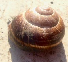 Helix lucorum