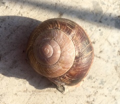 Helix lucorum