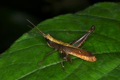 Maculiparia rotundata