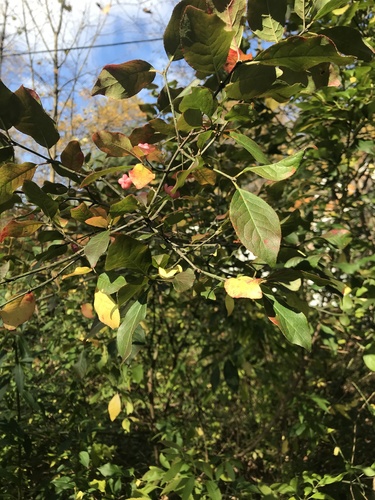 Burningbush (Euonymus atropurpureus)