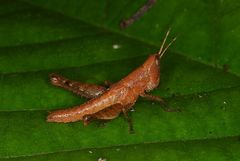 Maculiparia rotundata