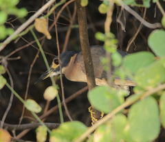 Gorsachius leuconotus