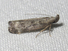 Dichomeris inversella