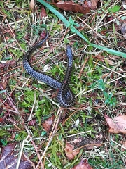 Vipera seoanei