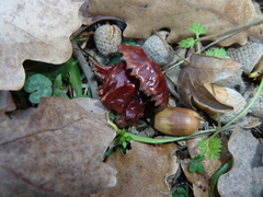 Andricus dentimitratus