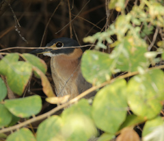 Gorsachius leuconotus