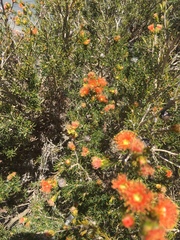 Melaleuca pilosa
