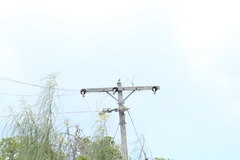 Mimus parvulus parvulus