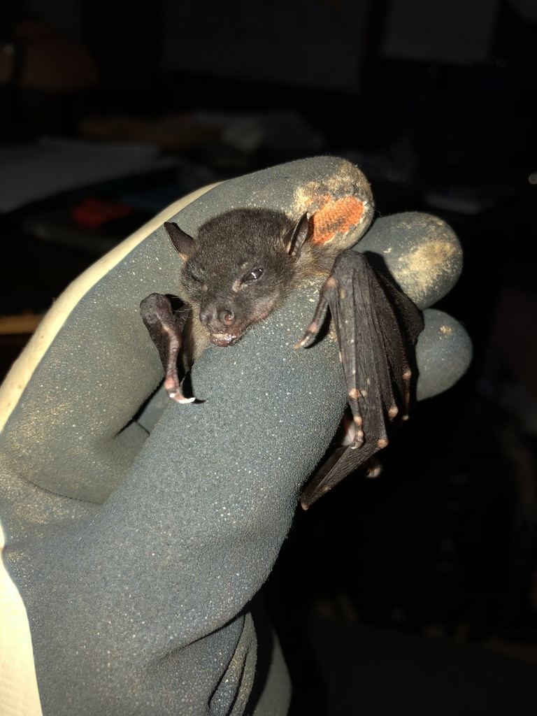 Spotted-Winged Fruit Bat