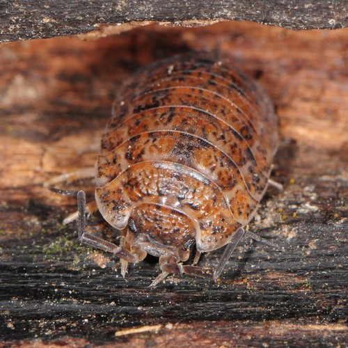 Rathke's Woodlouse, photo 4 of 8