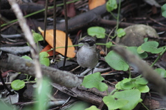 Mimus parvulus parvulus