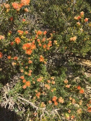 Melaleuca pilosa