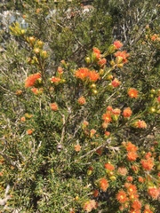Melaleuca pilosa